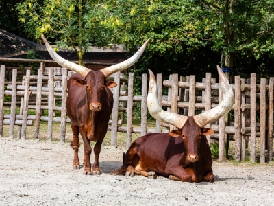 Ankole-Watusi - De Zonnegloed - Animal park - Animal refuge centre 